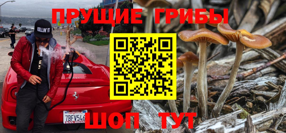 Светлоград  Псилоцибиновые грибы Cubensis  Вход с VPN 
